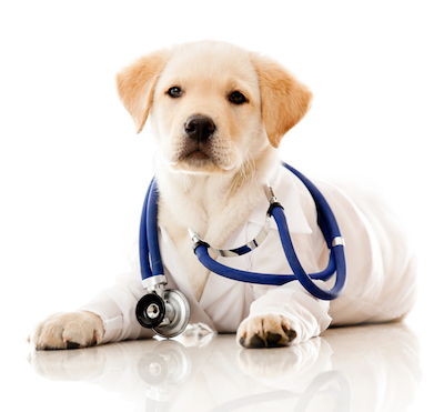 puppy vet