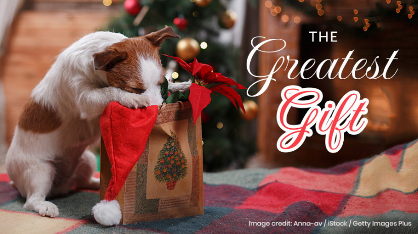 12 Great Pet Gifts for the Holiday Season